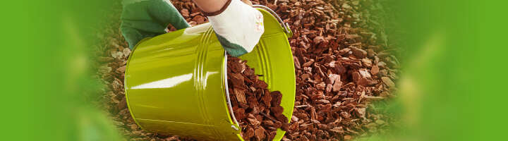 pinienrinde kategorieeinstiegsbanner